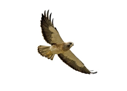 409x293 Top 63 Hawk Clip Art