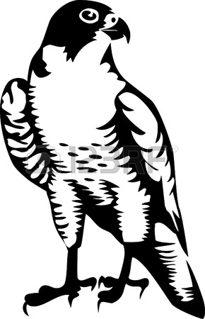 290x450 Falcon Logo Royalty Free Cliparts, Vectors, And Stock Illustration