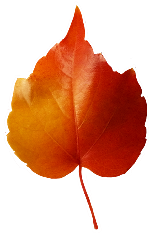315x472 Fall Leaves Clip Art
