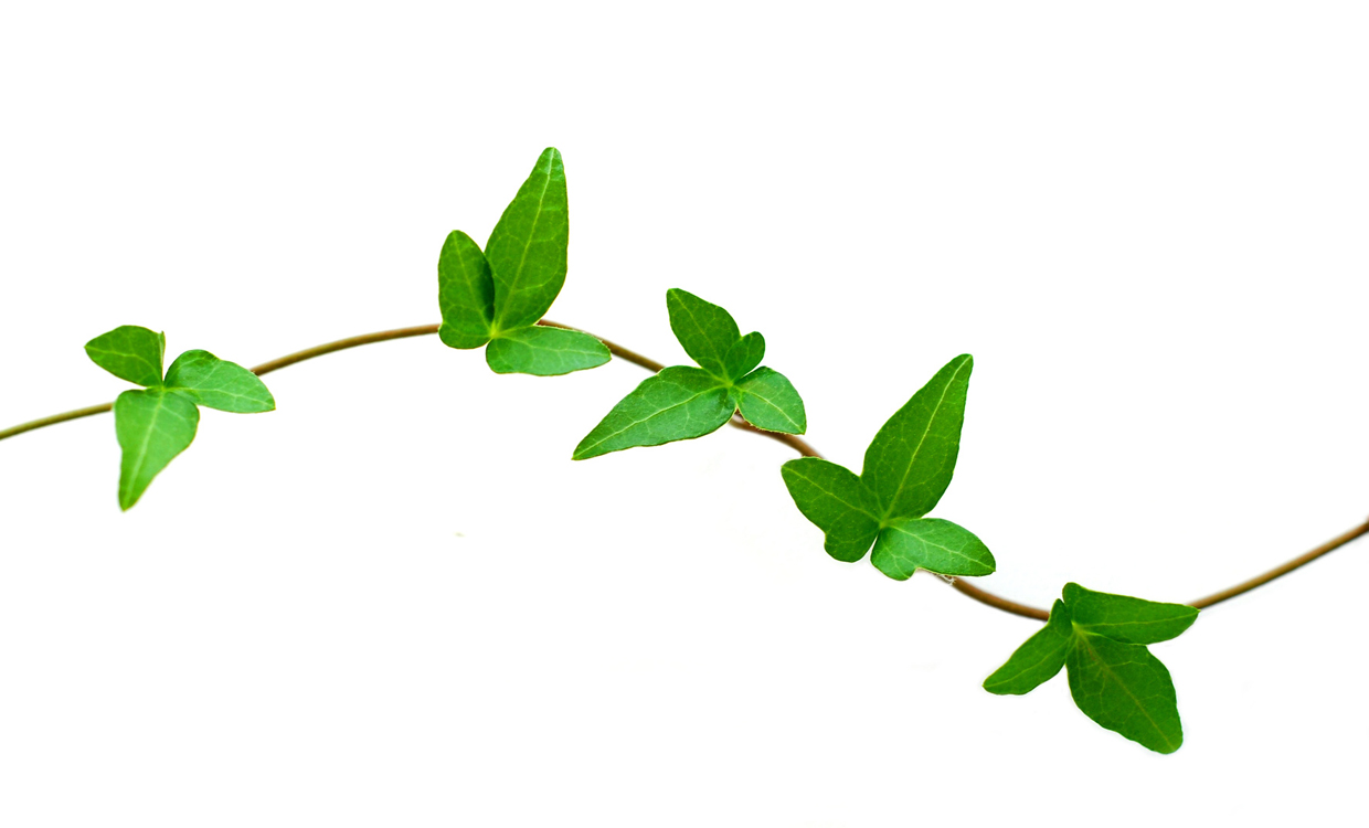 1240x750 Ivy Vine Clipart