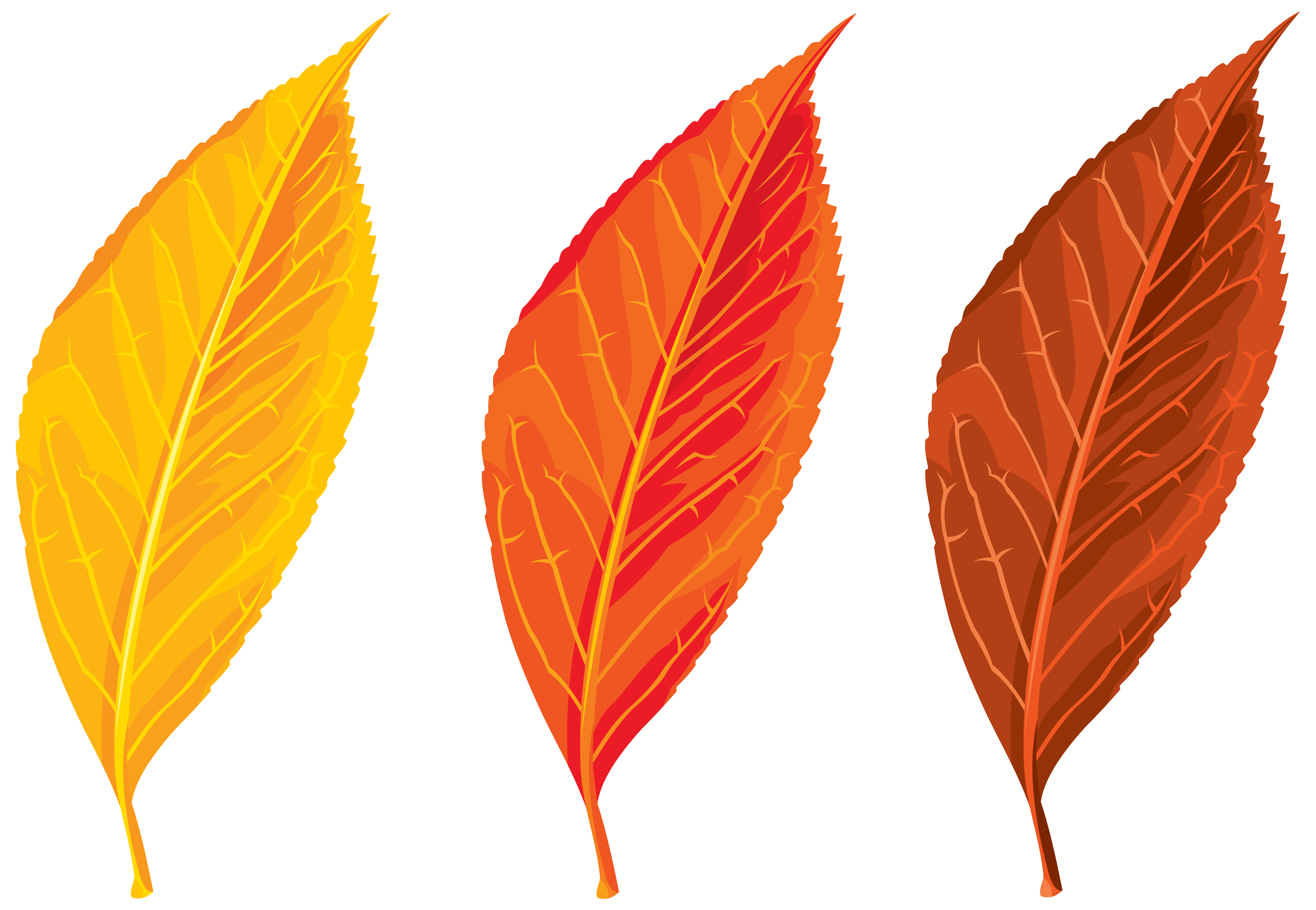 6204x4291 Top 82 Autumn Leaf Clip Art