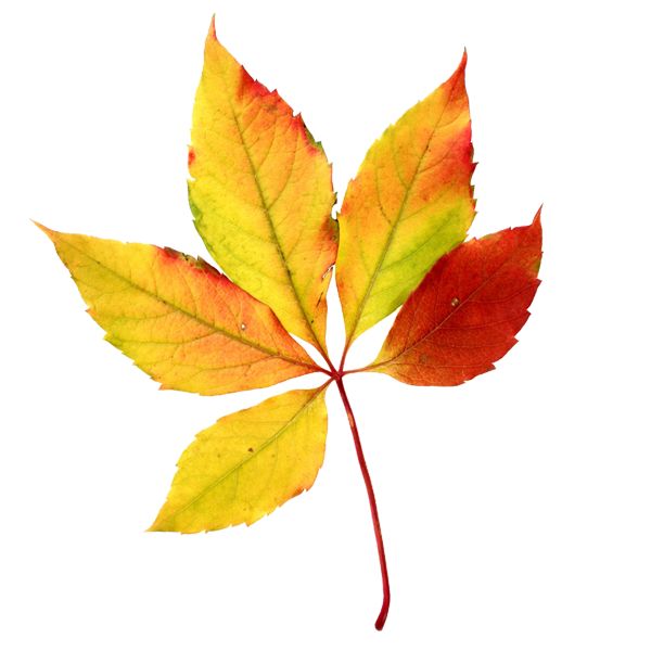 600x600 Foliage Clipart Fall Time