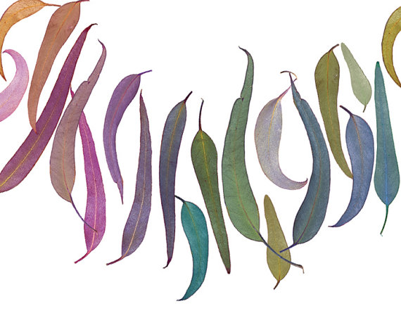 570x452 Digital Transparent Background Eucalyptus Leaves