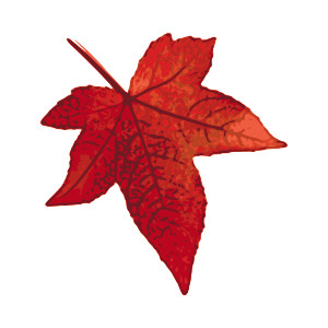 300x300 Maple Leaf Clipart Winter Leaves