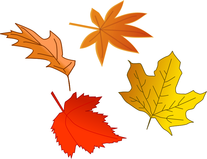 800x616 Maple Leaf Clipart Transparent Background Collection