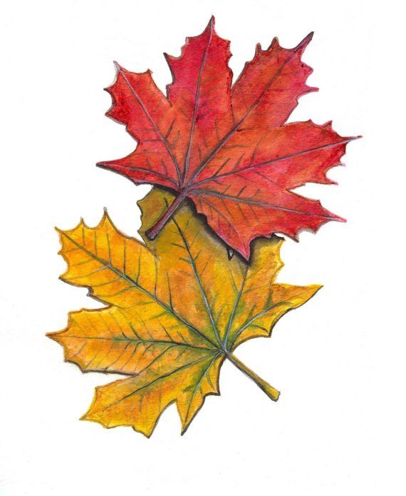 570x695 Maple Leaf Clipart Fall Decoration