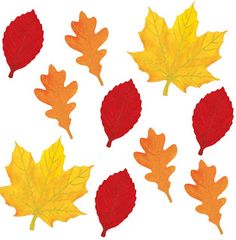 236x240 Oak Leaf Pictures Color