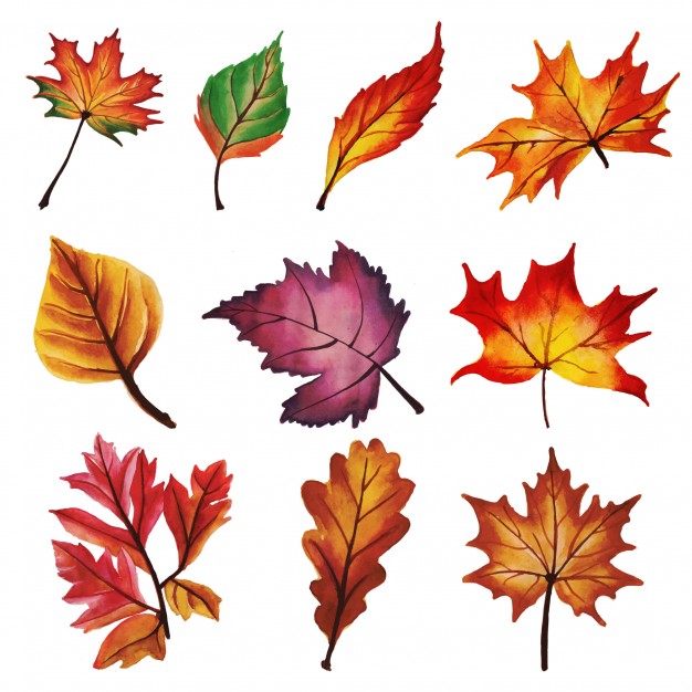 626x626 Autumn Leaves Collection Vector Free Download