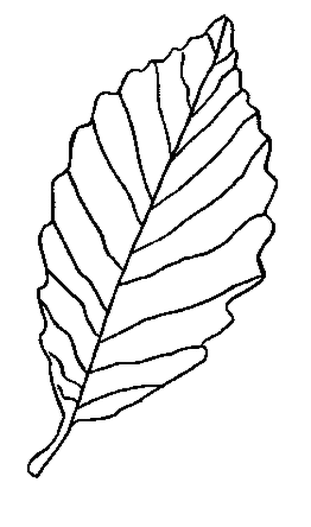 640x1085 Leaf Patterns To Color Many Interesting Cliparts