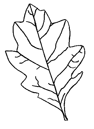 311x424 Autumn Leaves Coloring Pictures Images