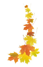 153x235 Fall Leaves Border Stock Photos