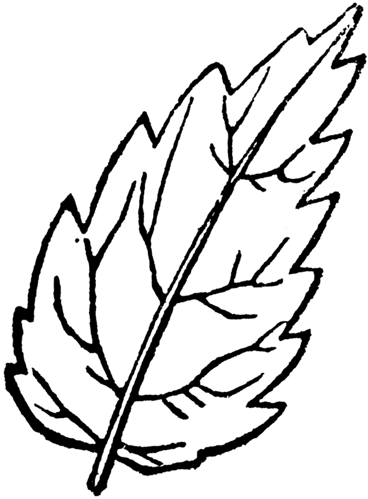 718x973 Leaf Outline Leaf Crafts Images On Jewelry Leaves And Clip Art