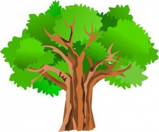 520x434 Fall Oak Tree Clipart 101 Clip Art On Oak Tree Clipart