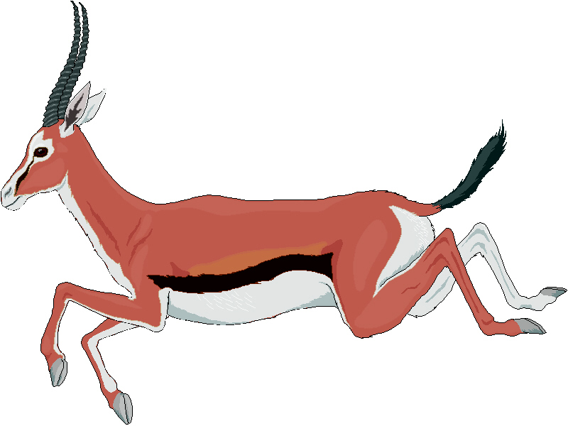 800x600 Top 88 Gazelle Clip Art