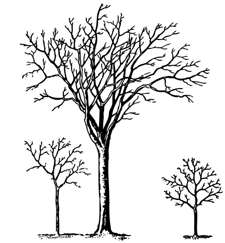 736x795 Ume Tree Clipart Family Tree