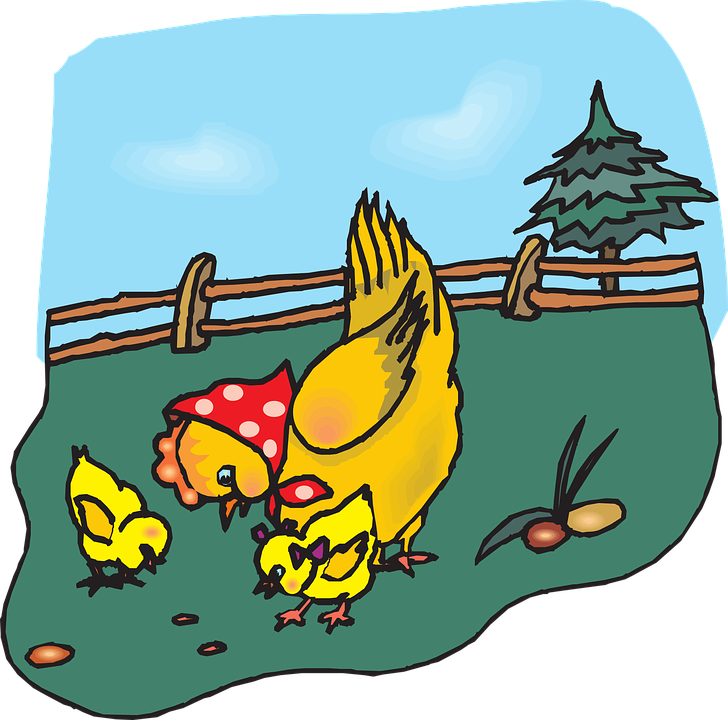 728x720 Chick Clipart Chicken Feed