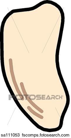 243x470 Drawing Of Lateral View Of The Skeletal Anatomy Of The Right Leg