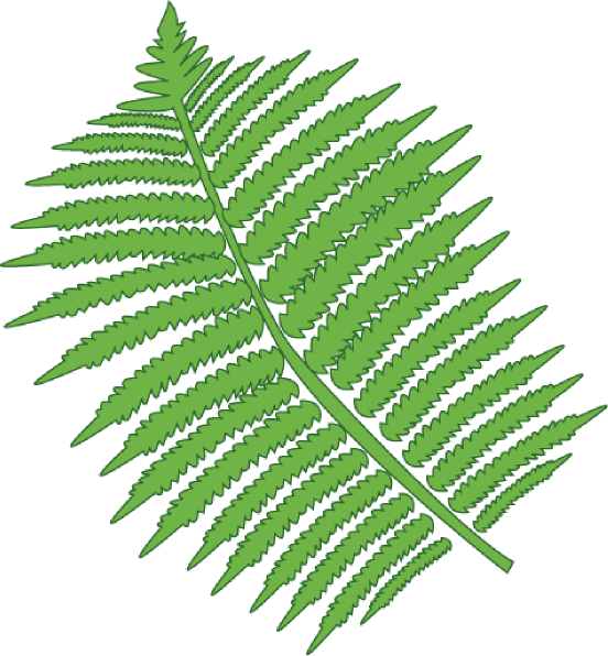 552x596 Fern Clip Art