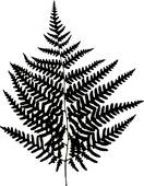 132x170 Fern Leaf Clip Art