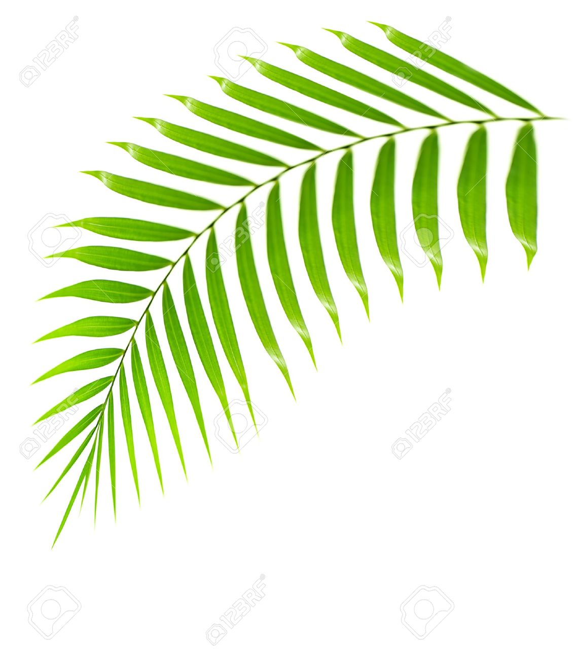 1134x1300 Palm Tree Clipart Palm Frond