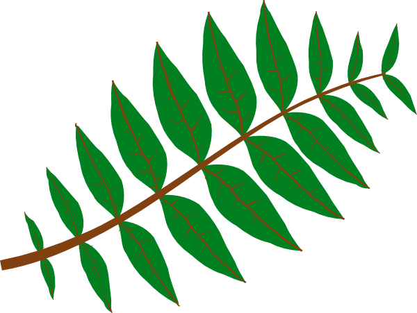 600x451 Pinnate Leaf Clip Art