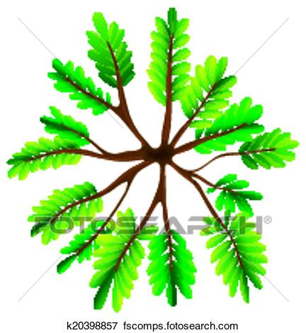 432x470 Clip Art Of A Topview Of A Fern Plant K20398857