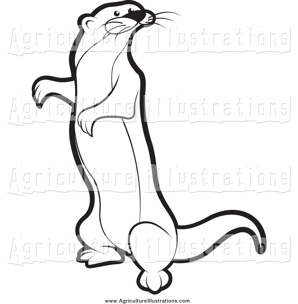 1024x1044 Ferret Clip Art