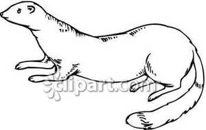 300x189 Ferret Clip Art