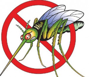 300x260 Dengue Clipart