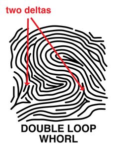 236x295 Free Fingerprint Activity