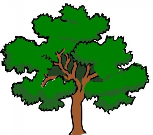 520x461 Fir Tree Clipart Cedar Tree