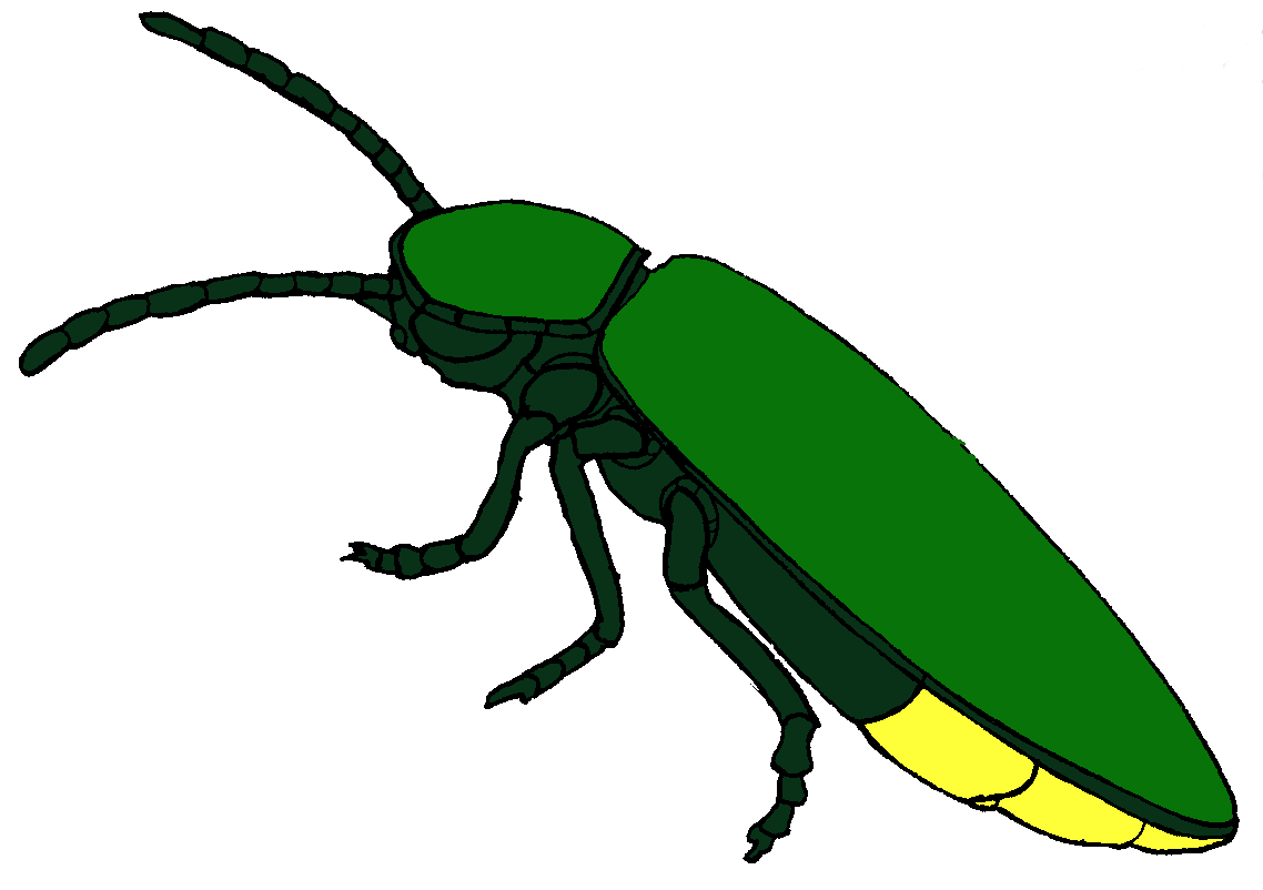 1138x802 Green Firefly Clipart