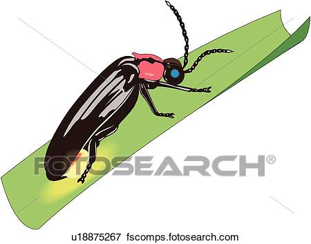 450x353 Stock Illustration Of Firefly U18875267