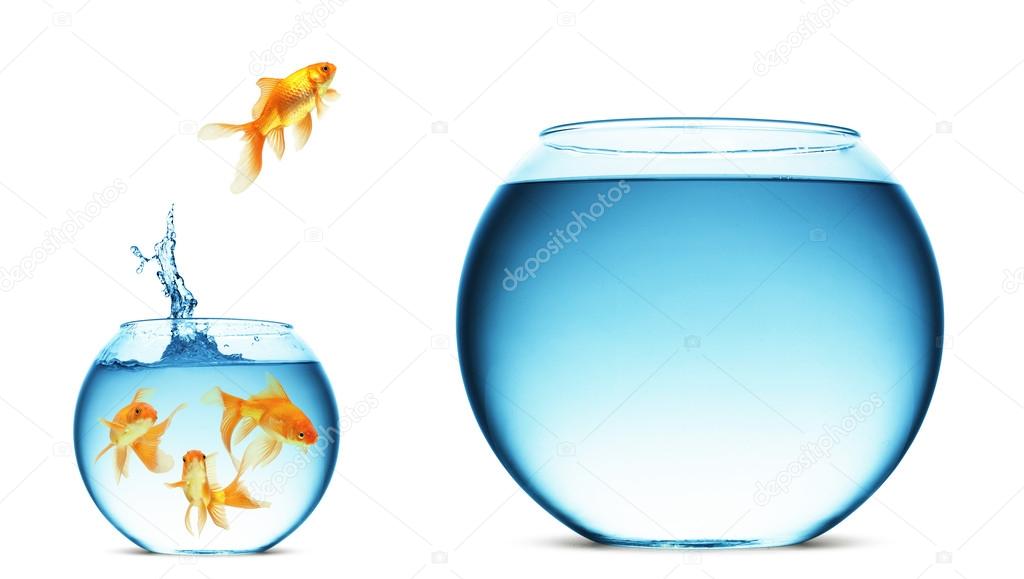 1024x579 Fishbowl Stock Photos, Royalty Free Fishbowl Images