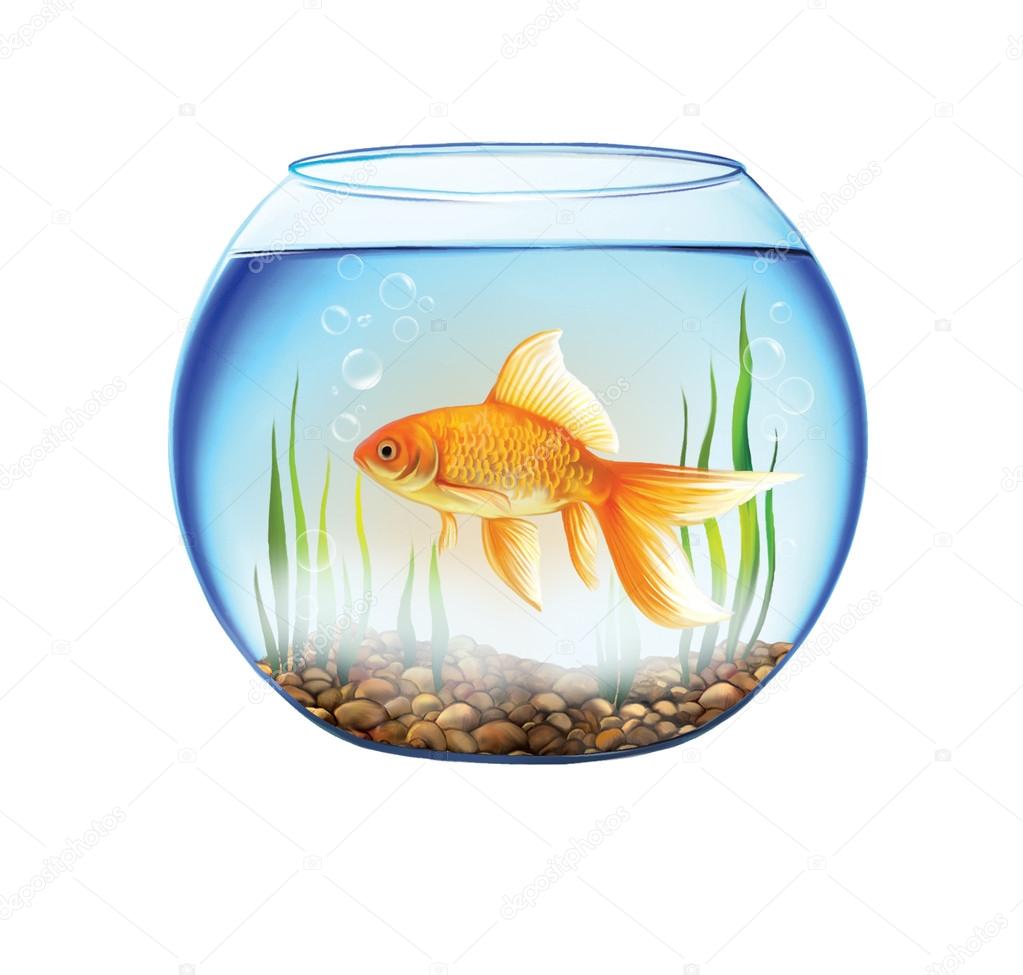 1023x975 Gold Fish In A Round Aquarium, Fish Bowl Stock Photo