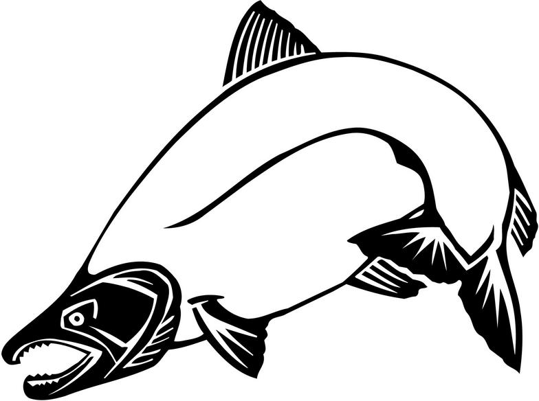 784x584 Chinook Salmon Clip Art