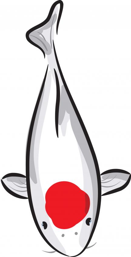 432x850 Koi Fish Drawings Lovetoknow