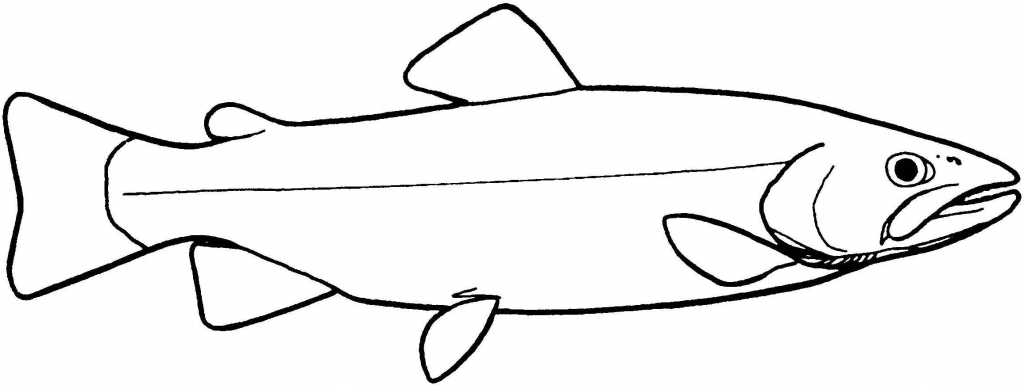 1024x385 Simple Drawing Of A Fish Key To Bc Freshwater Fish Families Staff