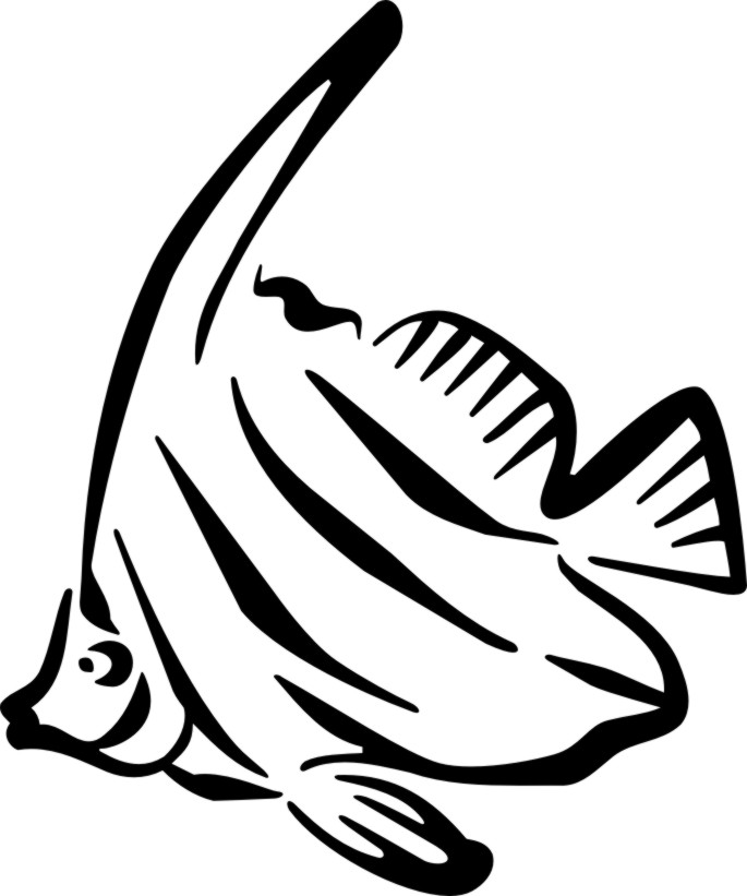 685x821 Angelfish Clipart Black And White
