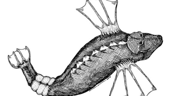 570x320 Drawings Of Fish Line Drawings Of Fish Clipart Best