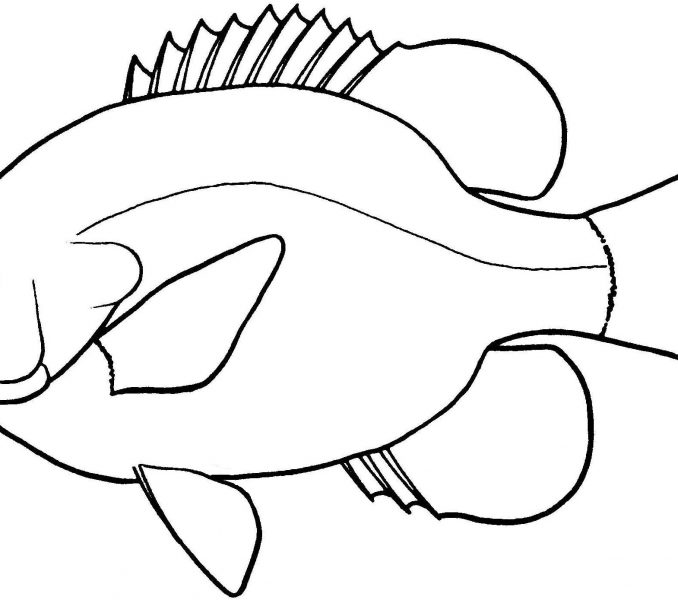 678x600 Fish Line Drawings Kids Coloring