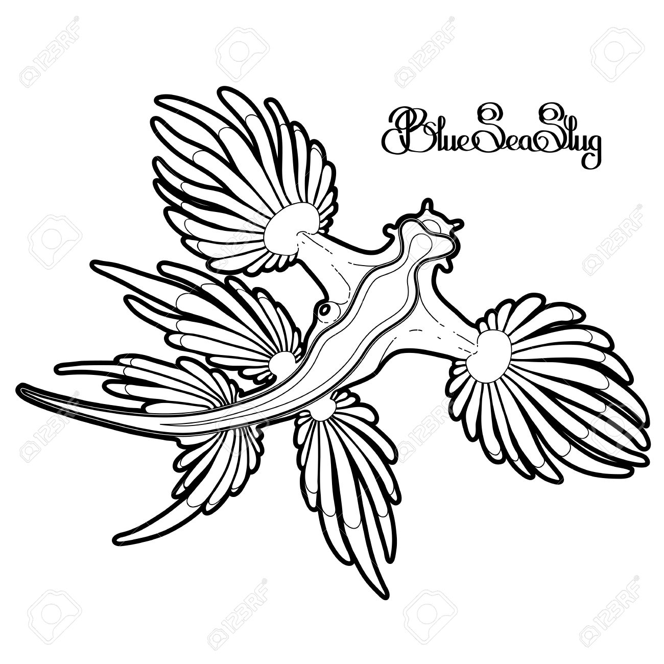 1300x1300 Glaucus Atlanticus. Blue Sea Slug Drawn In Line Art Style. Blue