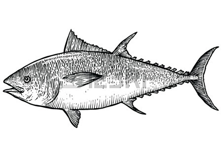450x318 Salmon Fish Illustration, Drawing, Engraving, Line Art, Realistic