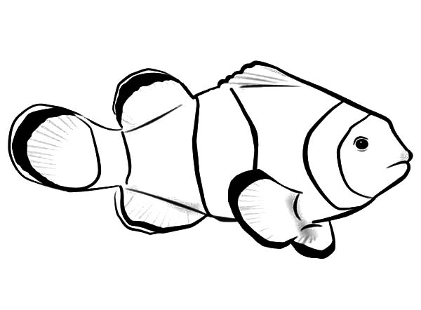 600x442 Interesting Clown Fish Coloring Page 25 With Additional Line