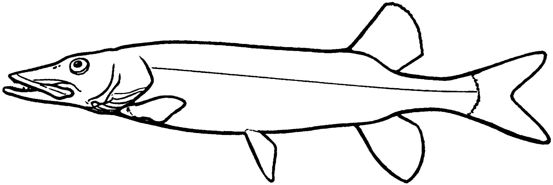 2274x762 Key To Bc Freshwater Fish Families Staff Profiles