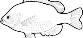 272x125 Outline Fish Drawing Contour Free Clipart Design Download