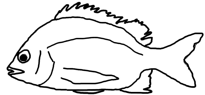 800x373 Simple Fish Outline Clipart Panda