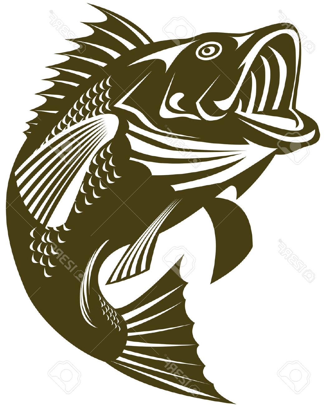 1049x1300 Top Fish Outline Bass Vector Images