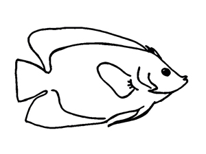 300x225 Kaiserfische Salomonen Salomonen