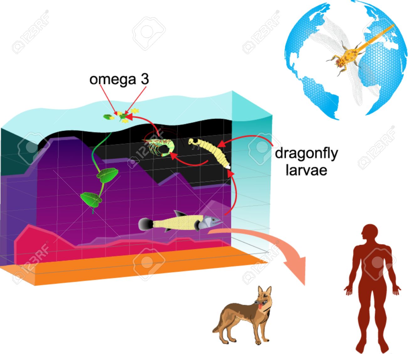 1300x1127 Layered Vector Infographic Of Pond Ecosystem. Diagram Dragonfly